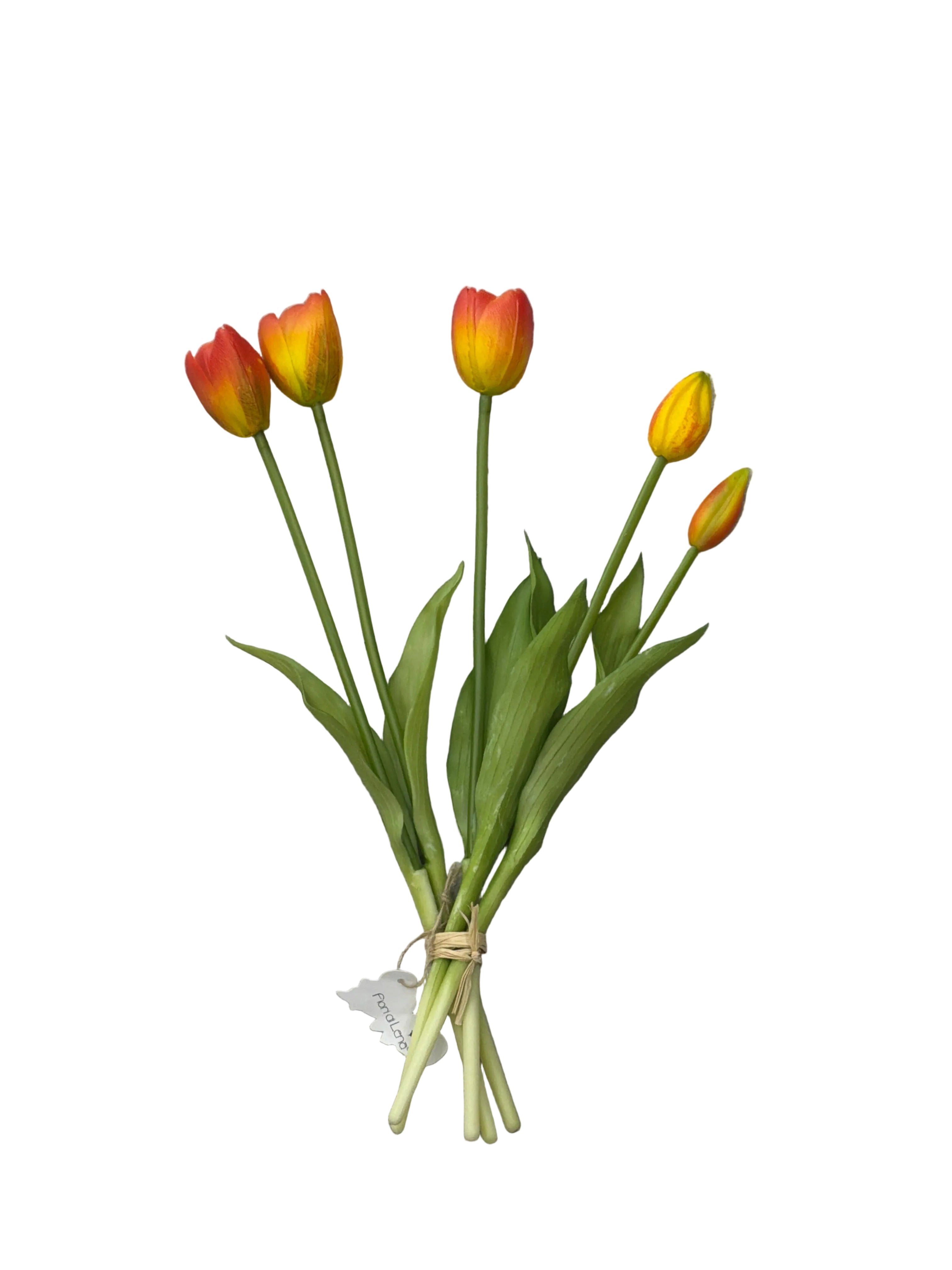 Tulipani fiori di lena arancio