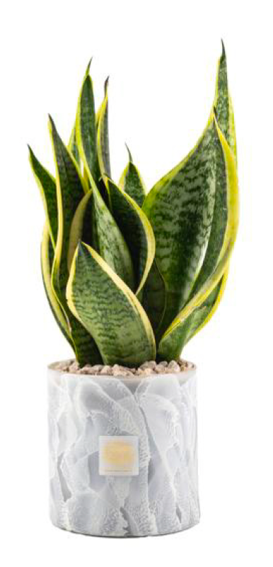 Vaso Nuvola