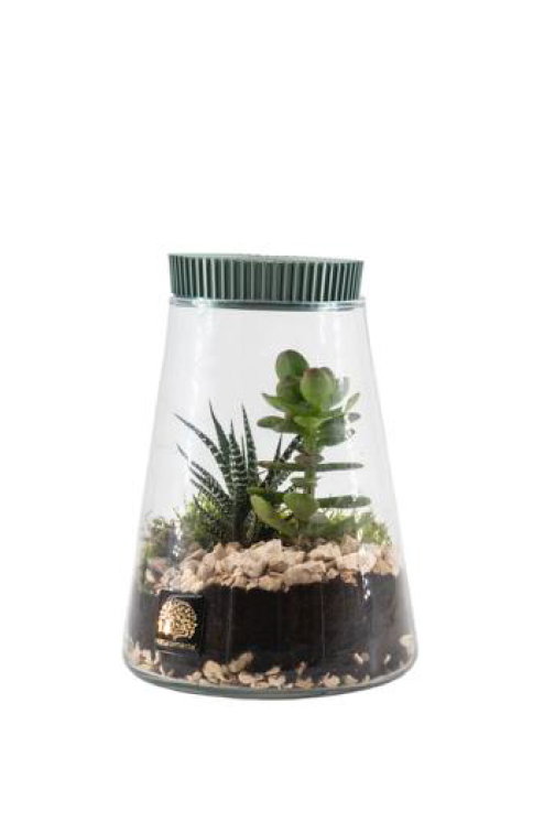 Terrarium