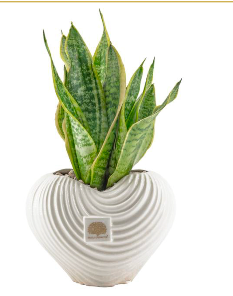 Cuore Spirale Grande