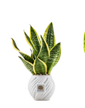 Vaso Spirale
