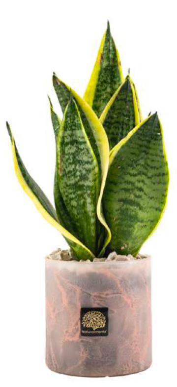 Vaso Nuvola